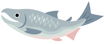 北海道で水揚げされた天然秋鮭