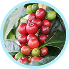 コーヒーベリー