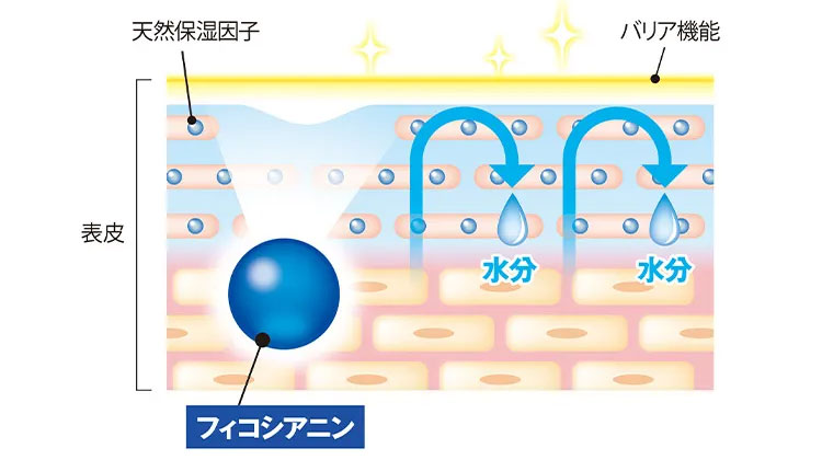 フィコエルの働きイメージ
