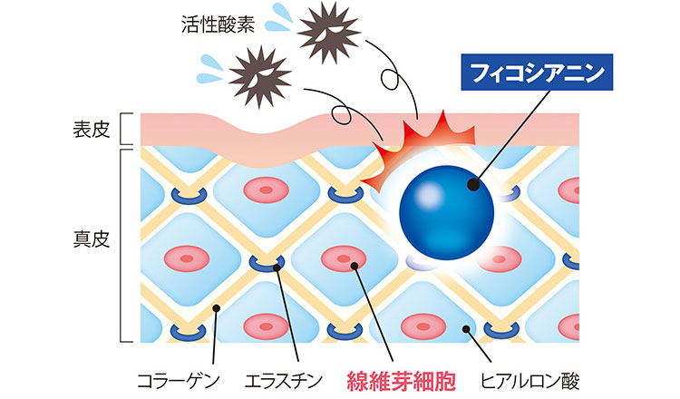 フィコエルの働きイメージ