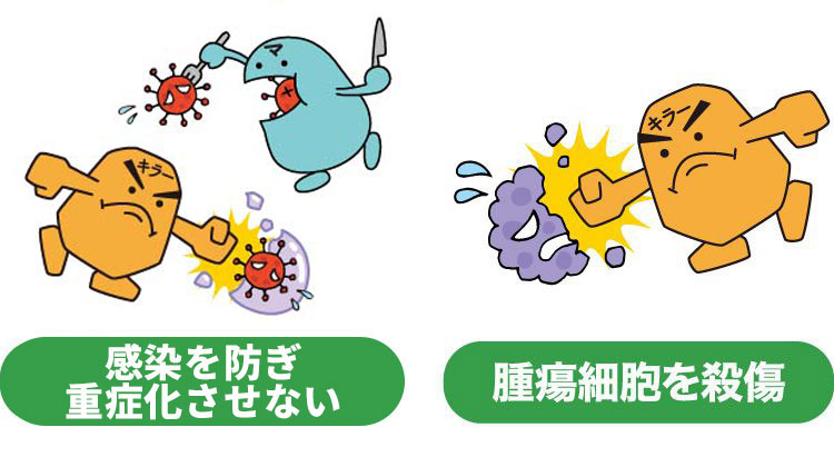 ユーグレナがマクロファージを活性化