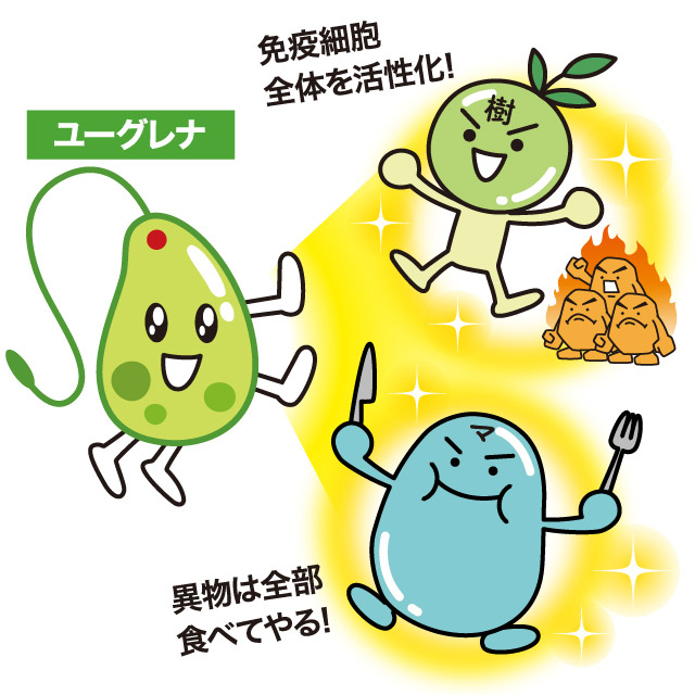ユーグレナがマクロファージを活性化