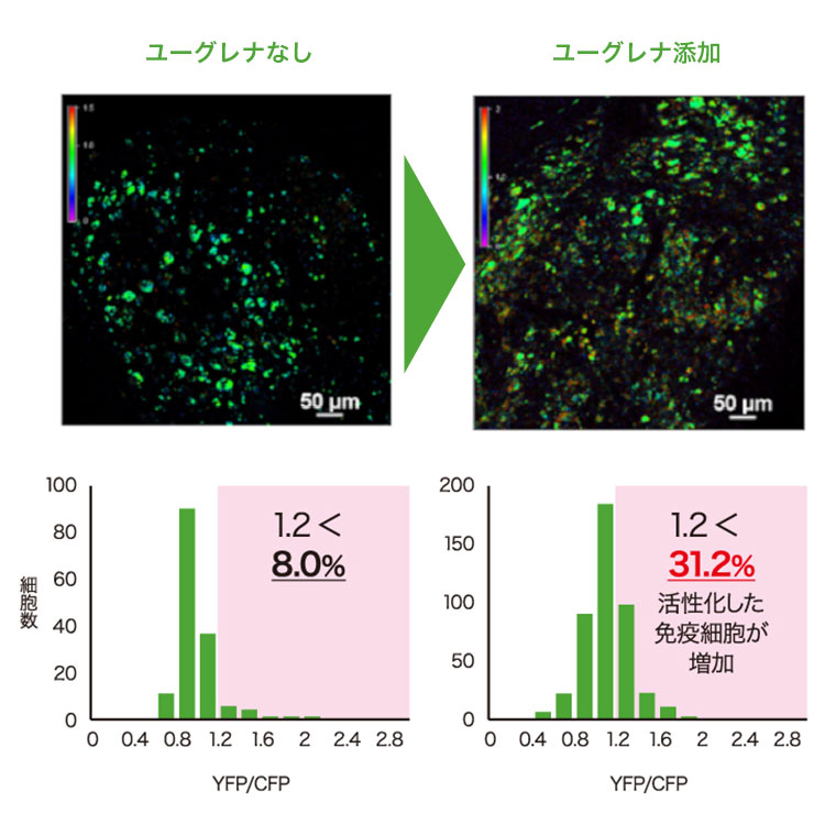 ユーグレナが樹状細胞を活性化