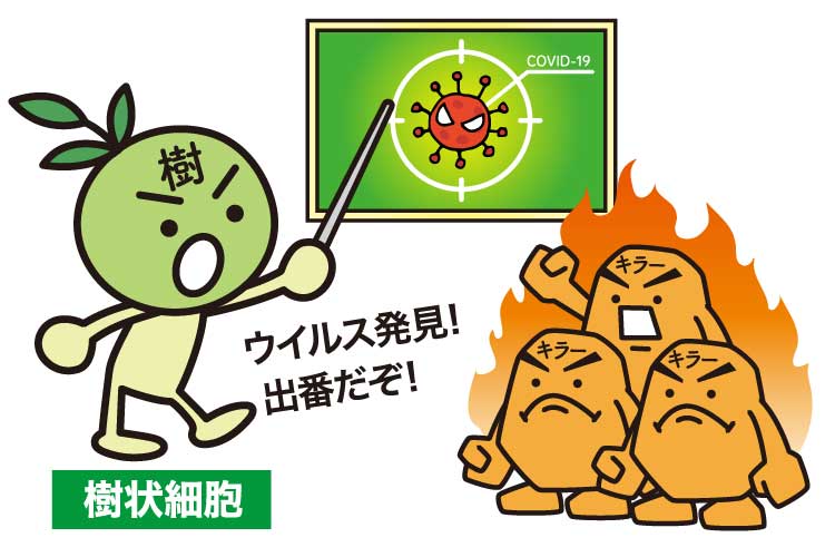 樹状細胞