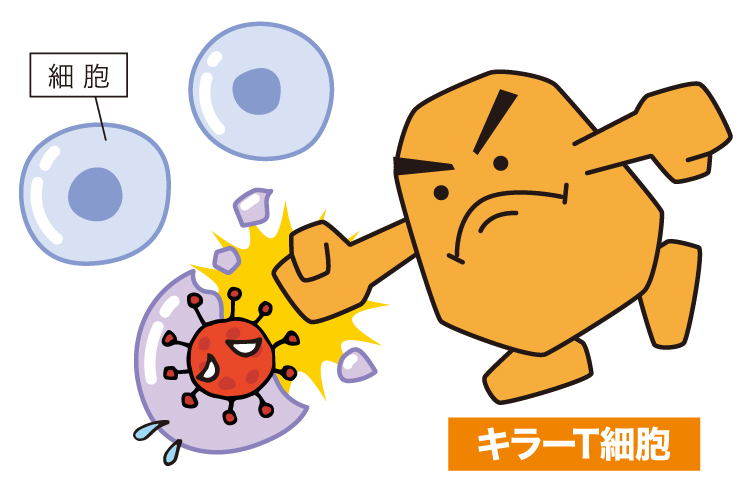 キラーT細胞