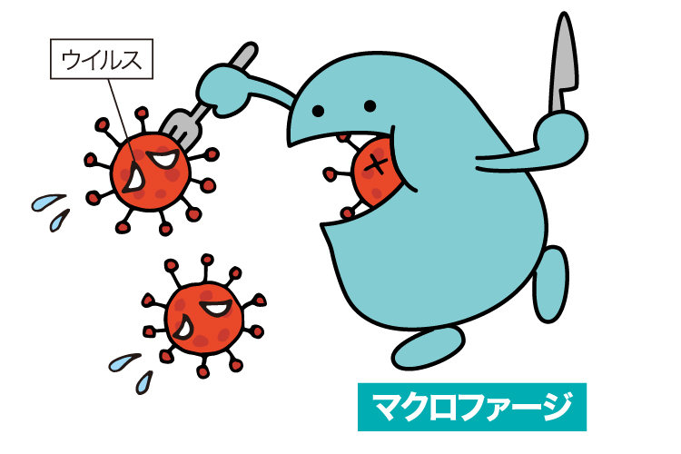 マクロファージ