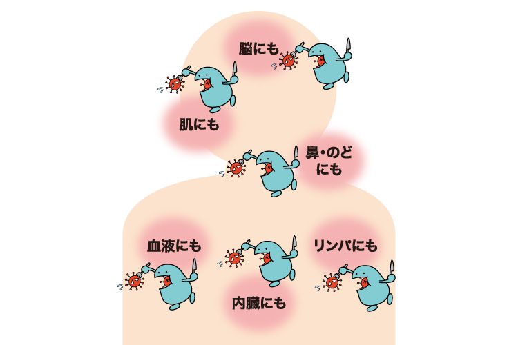 マクロファージ1