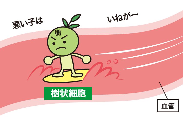 樹状細胞１