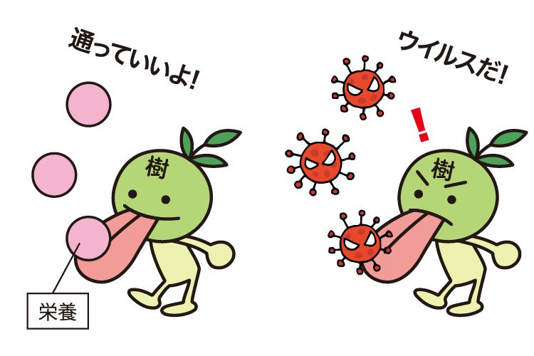 樹状細胞2