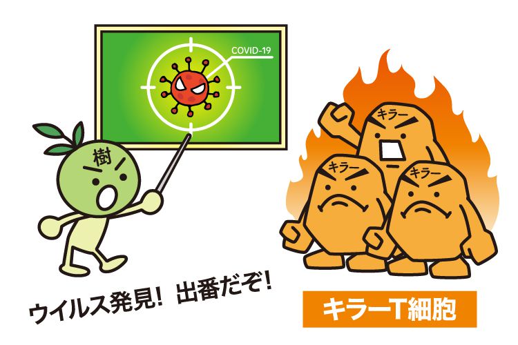樹状細胞3