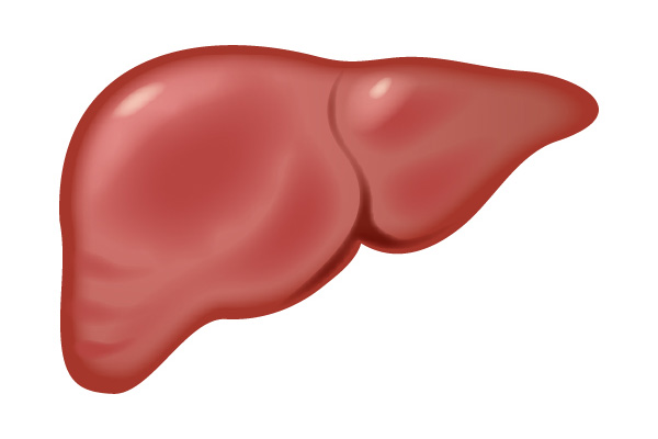 正常な肝臓